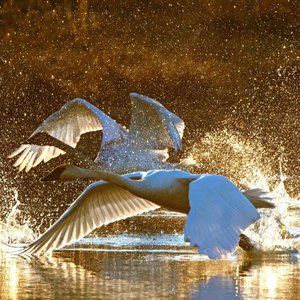 Dancing Diamonds photo by Arkansas artist Leah Smith